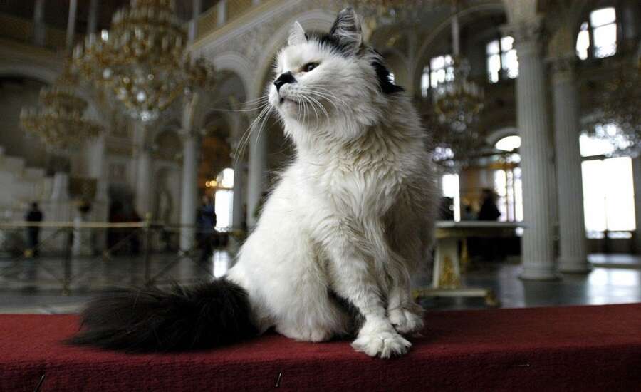 a Hermitage cat 