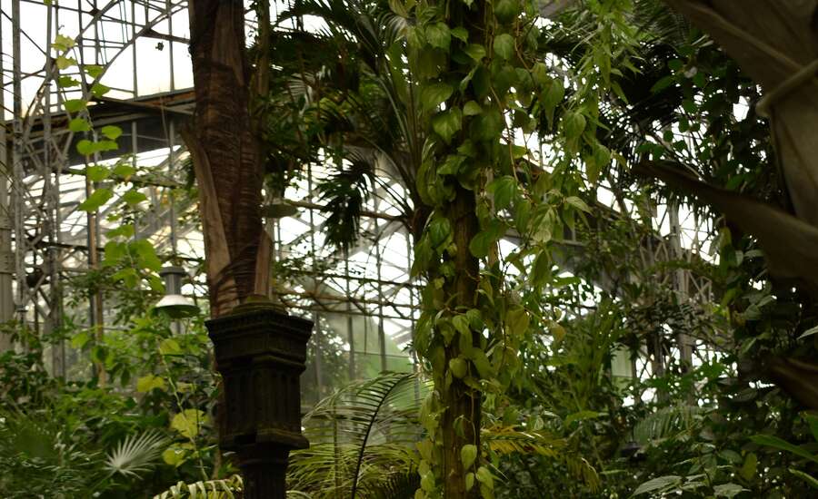 Botanical Gardens of Peter the Great, Tropical greenhouses