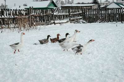 Excursion to a Russian Village with transport