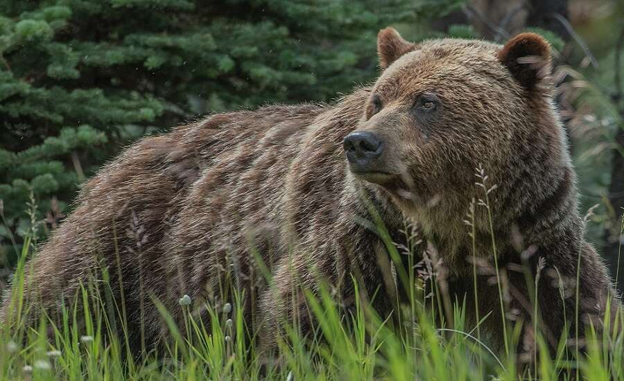 Types of Russian Bear