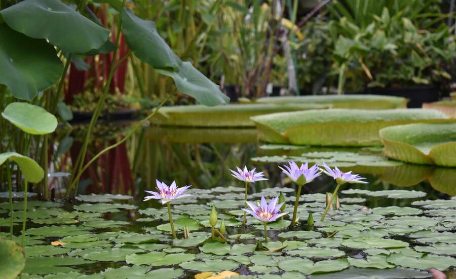 Botanical Gardens of Peter the Great, Water greenhouses