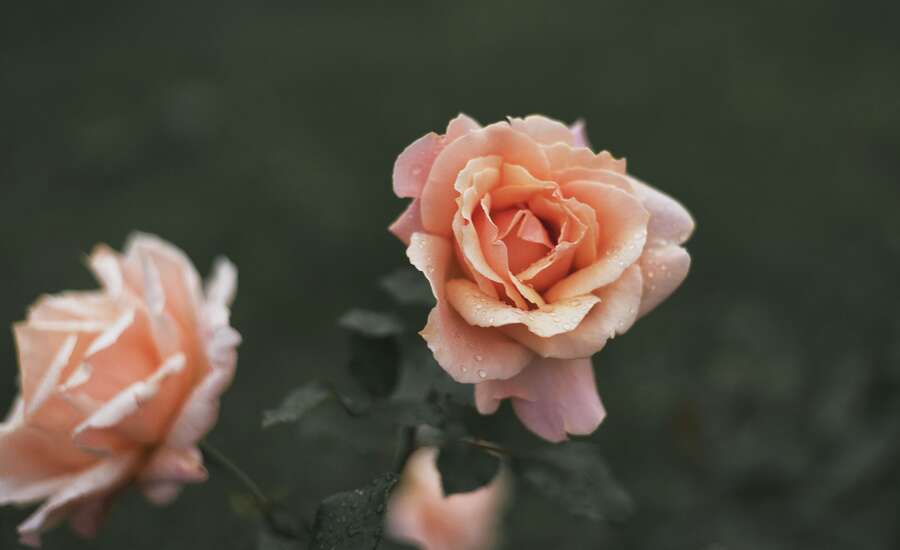 Botanical Gardens of Peter the Great, greenhouse