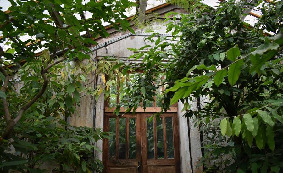 Botanical Gardens of Peter the Great, greenhouse