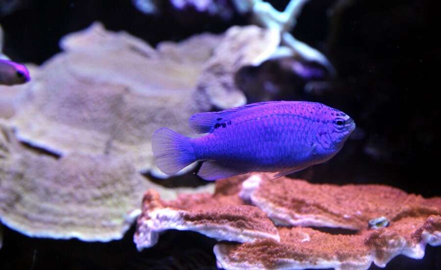 Oceanarium, St Petersburg