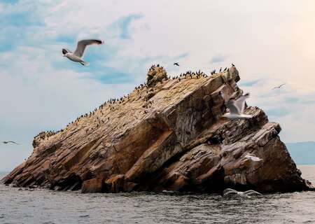 Baikal fauna, Russia