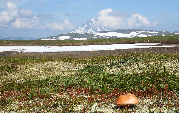 Bears on Kamchatka peninsula